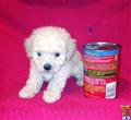 Maltipoo